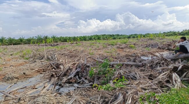 Tanaman Manrove di Kawasan Hutan Lindung sesuai dengan Keputusan Menteri Lingkungan Hidup dan Kehutan Republik Indonesia Nomor SK.6609/MenLHK-PKTL/KUH/PLA/2/10/2021 yang porak poranda.