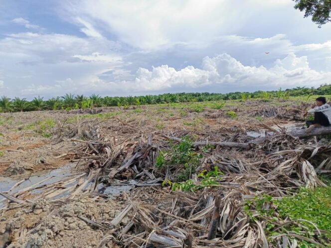 
Tanaman Manrove di Kawasan Hutan Lindung sesuai dengan Keputusan Menteri Lingkungan Hidup dan Kehutan Republik Indonesia Nomor SK.6609/MenLHK-PKTL/KUH/PLA/2/10/2021 yang porak poranda.