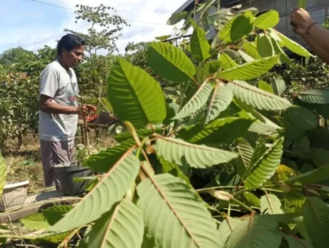 Petani membudidayakan tanaman Kratom yang bernilai ekononomis.