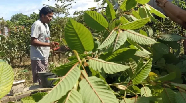 Petani membudidayakan tanaman Kratom yang bernilai ekononomis.