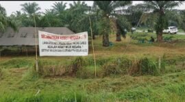 Lahan Afdeling III Kebun Penara PTPN I Regional I yang ingin dikuasai mafia tanah.