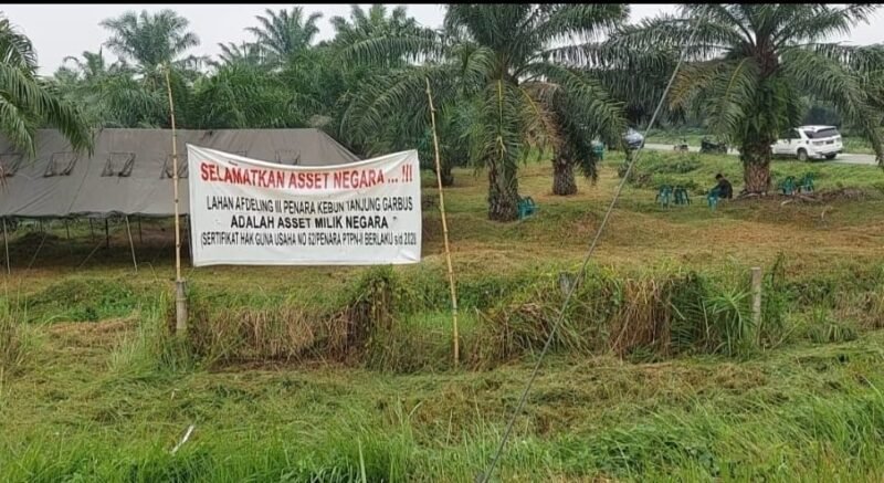 Lahan Afdeling III Kebun Penara PTPN I Regional I yang ingin dikuasai mafia tanah.