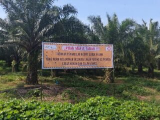 Lahan Hak Guna Usaha (HGU) PTPN II (sekarang PTPN 1 Regional 1) di Penara, Kecamatan Tanjung Morawa.