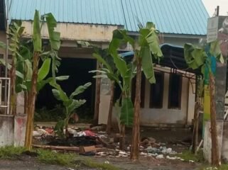 Pohon pisang yang ditanam warga di halaman Kantor Desa Serapuh Asli.