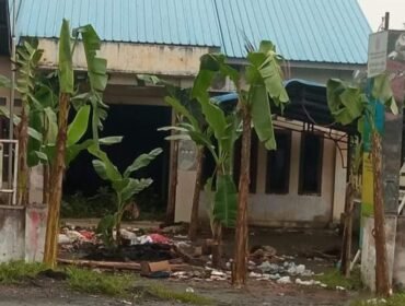 Pohon pisang yang ditanam warga di halaman Kantor Desa Serapuh Asli.