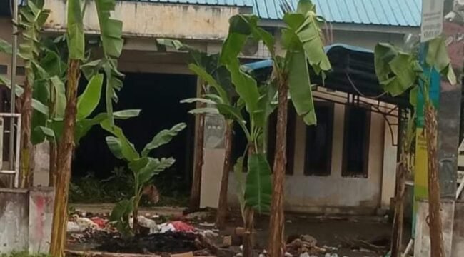 Pohon pisang yang ditanam warga di halaman Kantor Desa Serapuh Asli.
