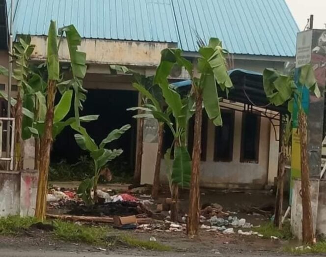 
Pohon pisang yang ditanam warga di halaman Kantor Desa Serapuh Asli.