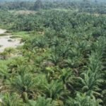 Alih Fungsi Hutan