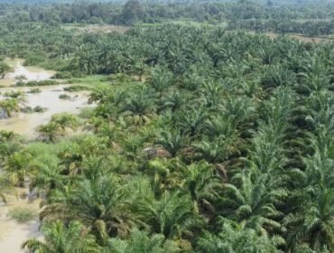 Alih Fungsi Hutan