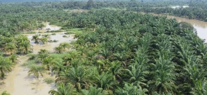 
Alih Fungsi Hutan