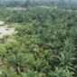 Alih Fungsi Hutan