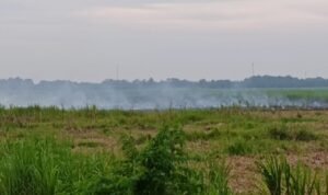 Areal pekebunan tebu Sinergi Gula Nusantara (SGN) Rayon A Kwala Madu yang terbakar.