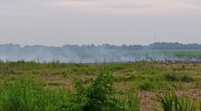 Areal pekebunan tebu Sinergi Gula Nusantara (SGN) Rayon A Kwala Madu yang terbakar.