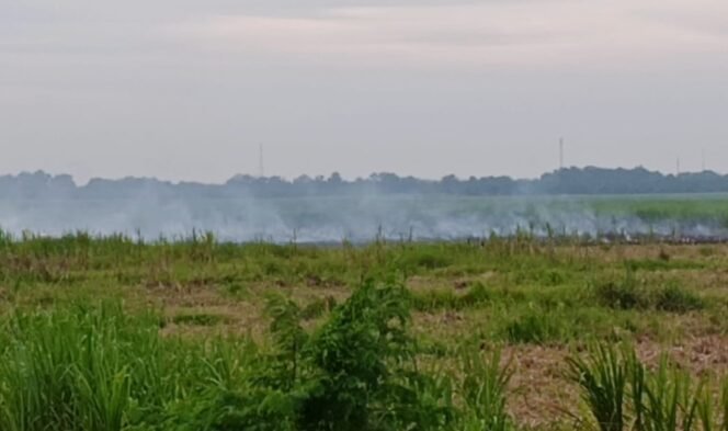 
Areal pekebunan tebu Sinergi Gula Nusantara (SGN) Rayon A Kwala Madu yang terbakar.