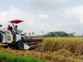 Alsintan pemanen padi.