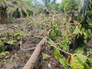Pohon Bira-bira di kawasan Hutan Produksi Tetap yang ditebang orang suruhan Joyce.