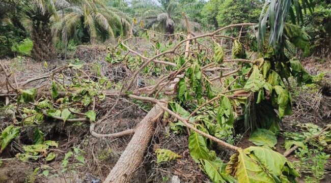 Pohon Bira-bira di kawasan Hutan Produksi Tetap yang ditebang orang suruhan Joyce.