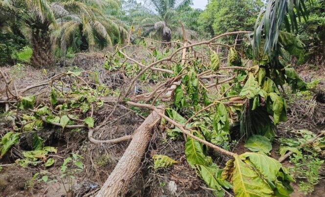 
Pohon Bira-bira di kawasan Hutan Produksi Tetap yang ditebang orang suruhan Joyce.