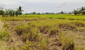 Areal sawah padi milik Anto usai panen