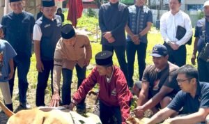 Pengurus DPW Partai NasDem menyaksikan penyembelihan hewan qurban
