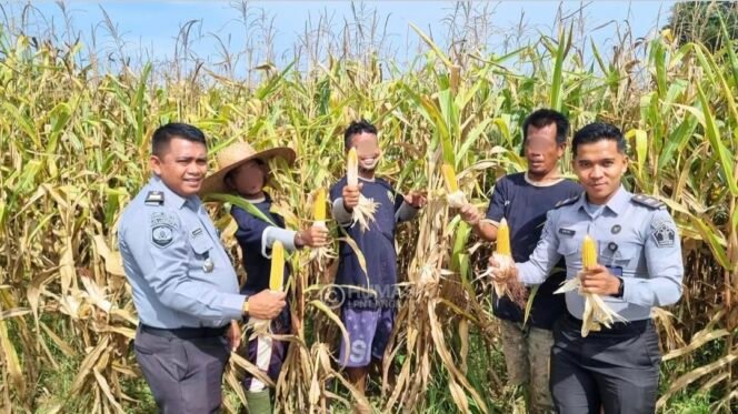 
Lapas Narkotika Langkat Panen Jagung dan Tanam Padi, Wujud Nyata Pembinaan dan Ketahanan Pangan
