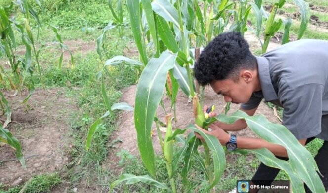 
Dari Pekarangan Sempit, Dafa Abiyyu Tanam Sayuran Hidroponik Dukung Ketahanan Pangan Keluarga