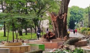 Batang pohon di Alun-alun Stabat yang patah dan menelan korban jiwa