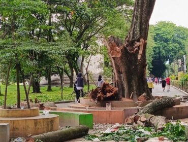 Batang pohon di Alun-alun Stabat yang patah dan menelan korban jiwa.