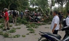 Batang Pohon Timpa Warga Lagi, DPRD Langkat Segera Panggil Bupati