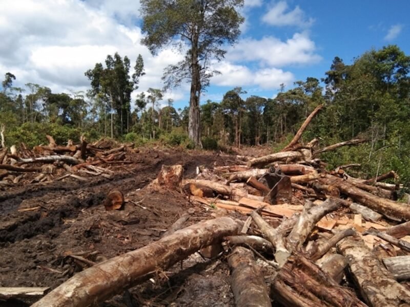 Tumbangan kayu akibat aktivitas pembalakan hutan.